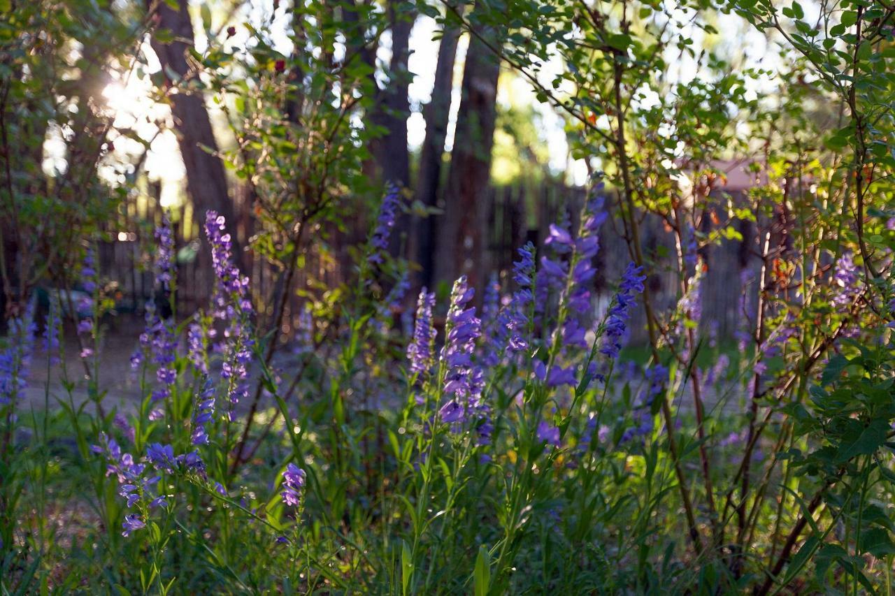 Dreamcatcher B&B Taos Extérieur photo